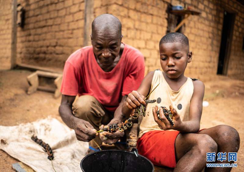 Vyakula vya wadudu ndani ya msitu katika Jamhuri ya Afrika ya Kati