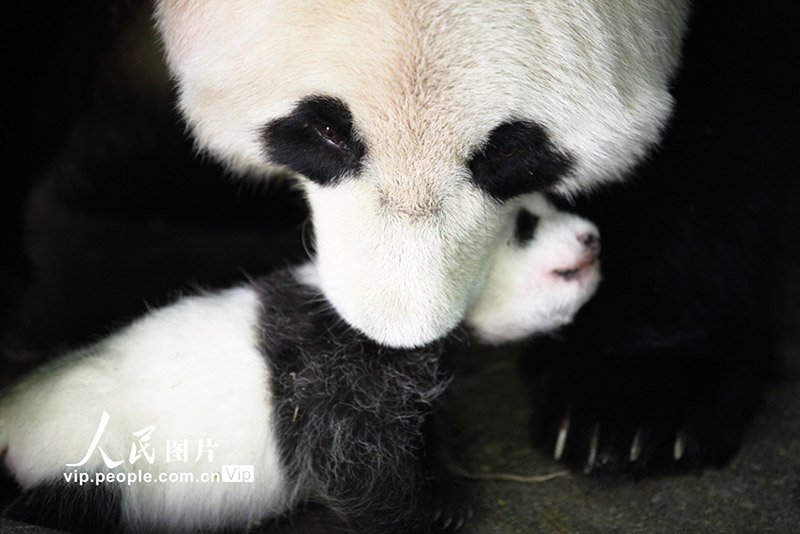 Kitoto wa Panda wakua vizuri 