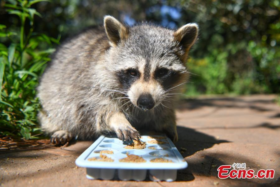 Mbuga ya wanyamapori ya Yunnan yatumia keki maalum kuburudisha wanyama