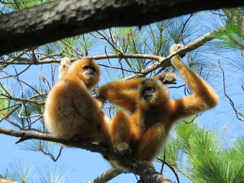 China yaanzisha hifadhi za taifa za kwanza kwenye mikoa 10