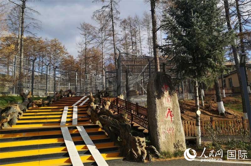 Ingia Kwenye Hifadhi ya Tiger wa Kaskazini Mashariki Hisi Mvuto wa Mfalme wa Msituni 