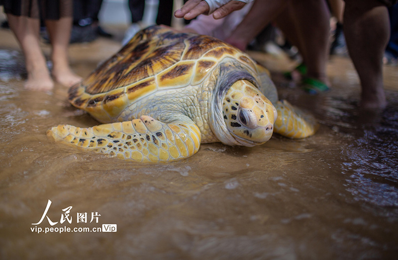 Wenchang, Hainan: kasa tisa warudi baharini