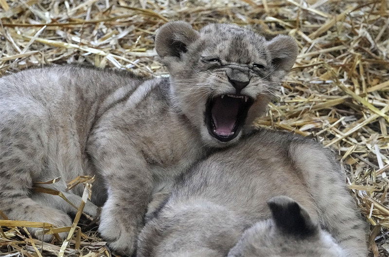 Simba watatu wadogo waoneshwa kwa mara ya kwanza Ujerumani