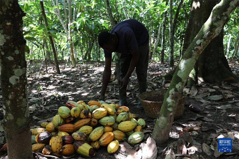 Ghana yakaribisha kipindi cha mavuno ya kakao