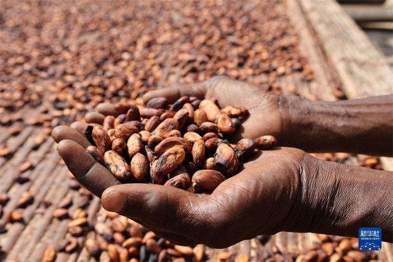 Ghana yakaribisha kipindi cha mavuno ya kakao