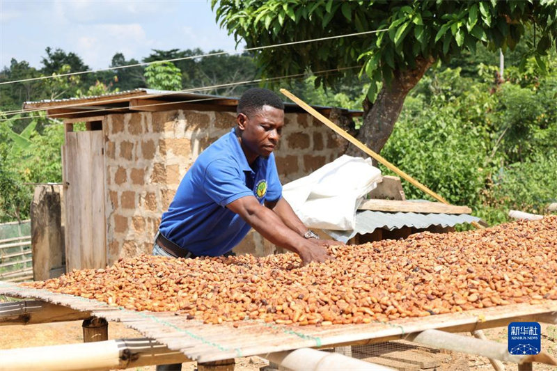 Ghana yakaribisha kipindi cha mavuno ya kakao