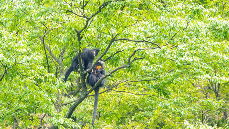 Wanyamapori adimu walio hatarini kutoweka warejea kuongezeka Chongqing