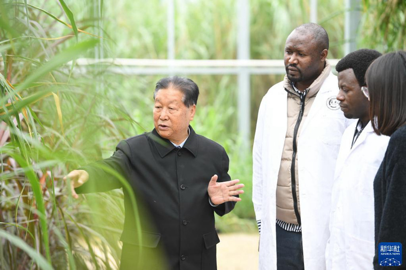 Profesa Lin Zhanxi (wa kwanza kutoka kushoto) anawafahamisha teknolojia ya kupanda Juncao kwa wanafunzi wa nchi za nje kwenye shamba la Taasisi ya kitaifa ya teknolojia ya Mradi wa Juncao Jumanne ya wiki hii.