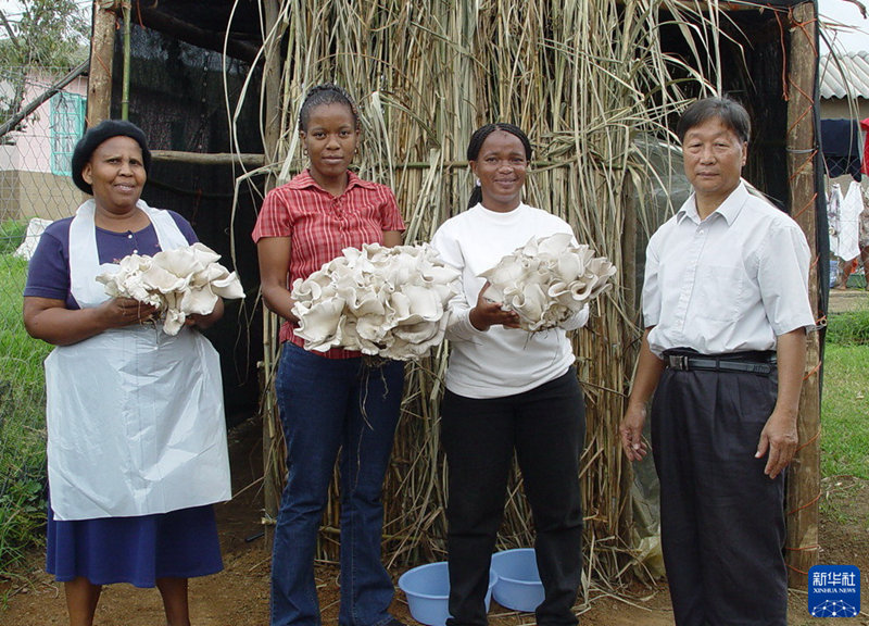 “Baba wa Juncao” Lin Zhanxi: Kunufaisha maisha ya watu kwa kupitia “Ukanda Mmoja, Njia Moja”