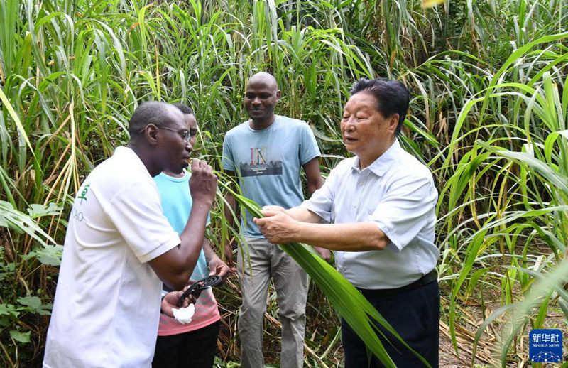 “Baba wa Juncao” Lin Zhanxi: Kunufaisha maisha ya watu kwa kupitia “Ukanda Mmoja, Njia Moja”