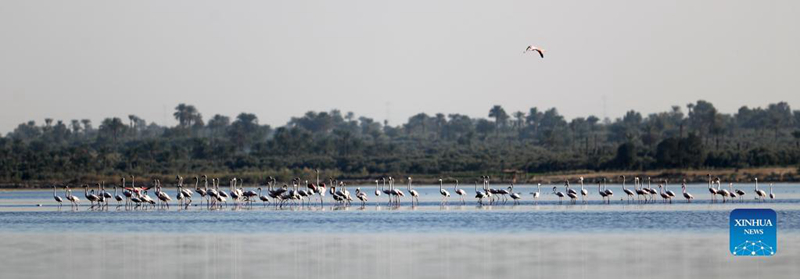 Flamingo Watembea kwenye Ziwa Qarun