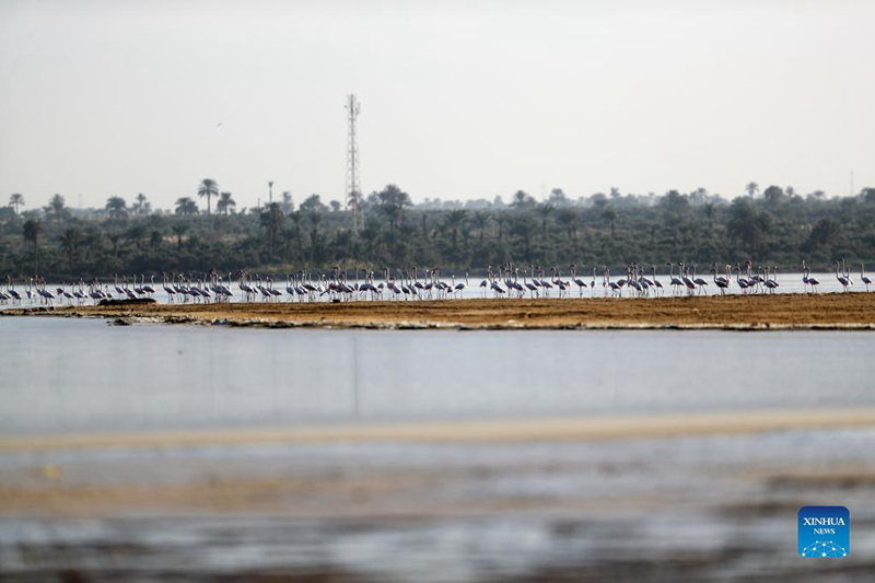 Flamingo Watembea kwenye Ziwa Qarun