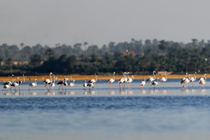 Flamingo Watembea kwenye Ziwa Qarun