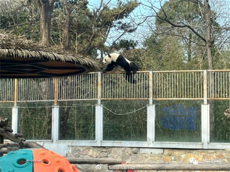 Panda mmoja ‘atoroka gerezani’ kwenye Bustani ya Wanyama ya Beijing 