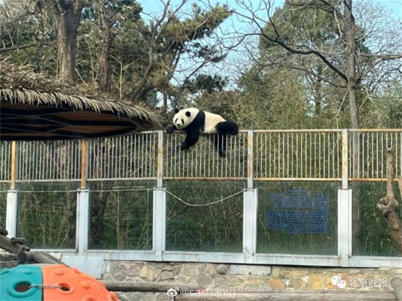 Panda mmoja ‘atoroka gerezani’ kwenye Bustani ya Wanyama ya Beijing 