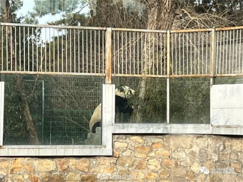 Panda mmoja ‘atoroka gerezani’ kwenye Bustani ya Wanyama ya Beijing 