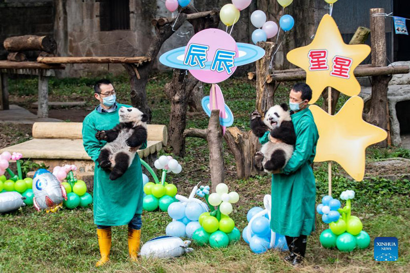Pacha wa panda "Xingxing" na "Chenchen" wanaonekana kwenye Bustani ya Wanyama ya Chongqing katika mji wa Chongqing ulioko Kusini Magharibi mwa China, Desemba 21, 2021. Bustani ya Wanyama ya Chongqing imefanya hafla ya kuwapa majina mapacha wa panda "Qizhen" na "Qibao", na "Xingxing" na "Chenchen" siku ya Jumatano ya wiki hii. Pacha wa panda ambao ni kaka na dada "Qizhen" na "Qibao" walizaliwa katika bustani hiyo Septemba 13 mwaka huu, majina yao kwa pamoja yanamaanisha "watoto wa thamani". Pacha wengine wa panda, waliozaliwa Juni 10 mwaka huu wameitwa "Xingxing" na "Chenchen". (Xinhua/Tang Yi)