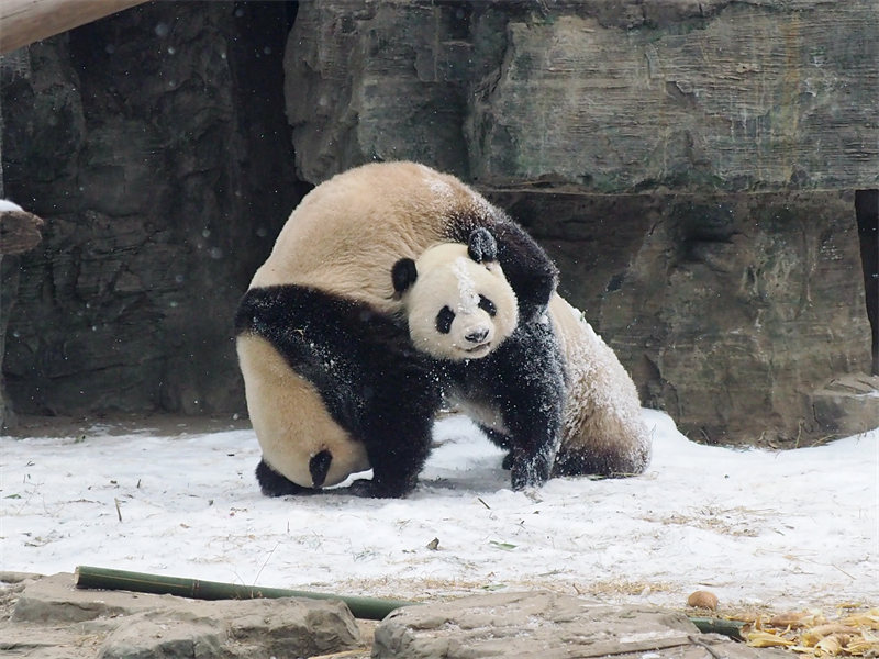 Mapacha wa kike wa Panda wacheza kwenye theluji Beijing