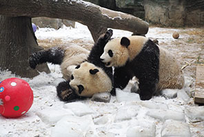 Mapacha wa kike wa Panda wacheza kwenye theluji Beijing