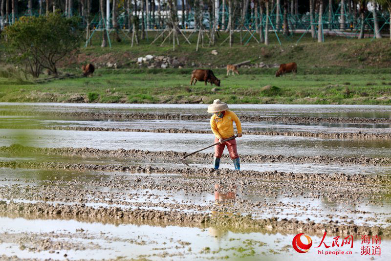 Haikou: Majira ya Mchipuko yaleta wakati mzuri wa kulima