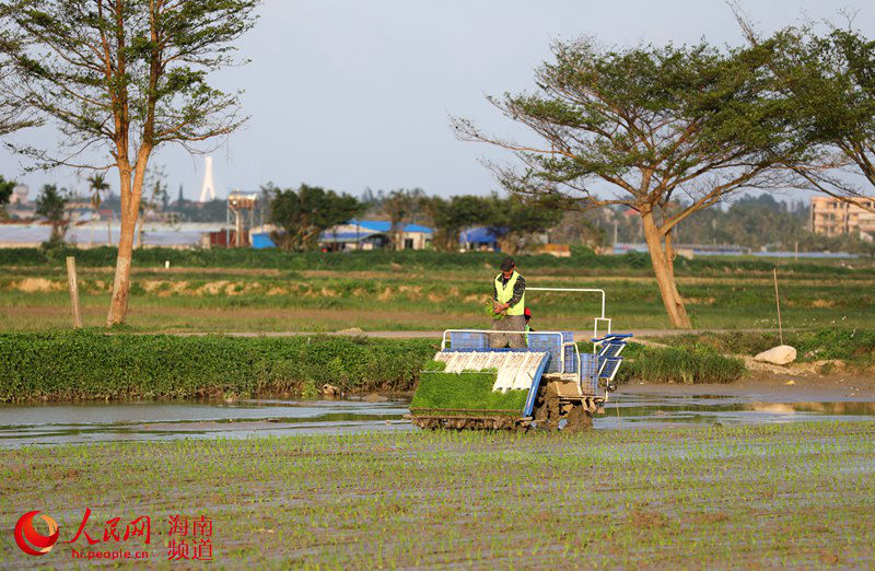 Haikou: Majira ya Mchipuko yaleta wakati mzuri wa kulima
