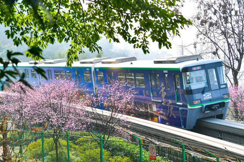 Treni ya Mji wa Chongqing yapita katikati ya bahari ya Maua katika majira ya mchipuko