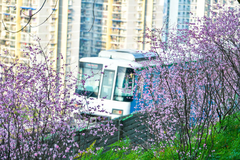 Treni ya Mji wa Chongqing yapita katikati ya bahari ya Maua katika majira ya mchipuko