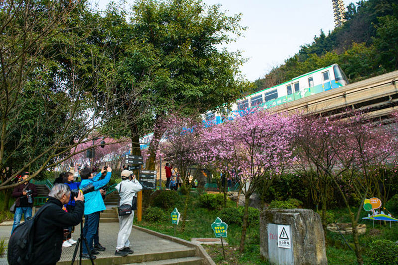 Treni ya Mji wa Chongqing yapita katikati ya bahari ya Maua katika majira ya mchipuko