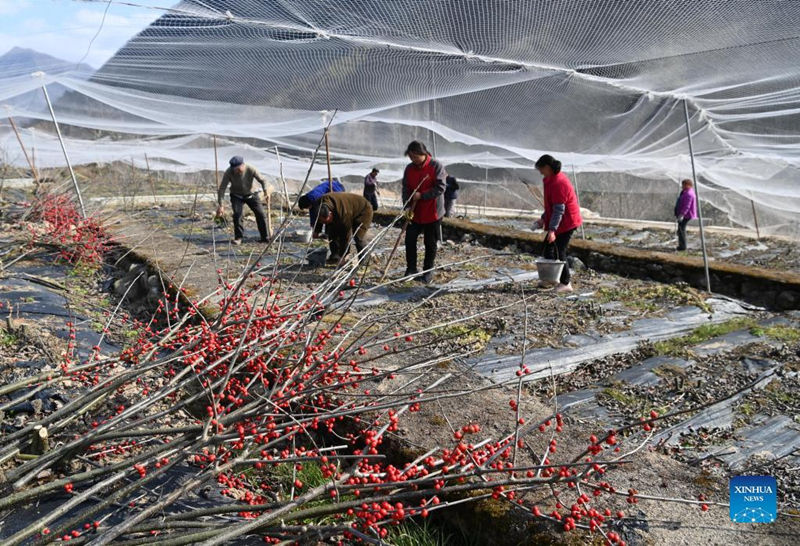 Wanakijiji wakifanya kazi katika shamba la maua la Kijiji cha Shaba cha Wilaya ya Liuba ya Mji wa Hanzhong wa Mkoa wa Shaanxi ulioko Kaskazini Magharibi mwa China tarehe 24, Februari, 2022. Chini ya msaada wa majengo ya kisasa na teknolojia  za kilimo, shughuli za kilimo za majira ya mchipuko za Wilaya ya Liuba zinaendelea kwa pilikapilika. (Tao Ming/Xinhua)