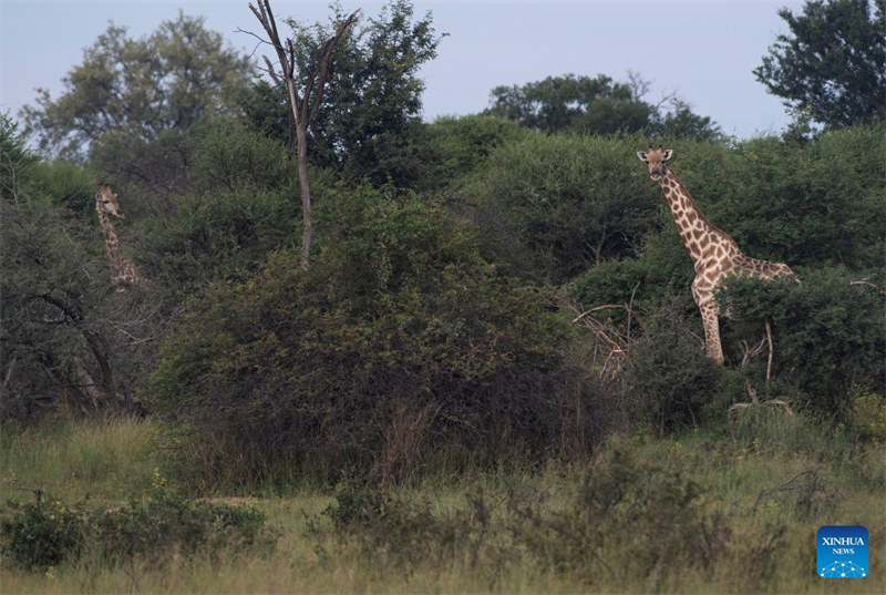 Katika picha: Mbuga ya Taifa ya Bwabwata ya Namibia