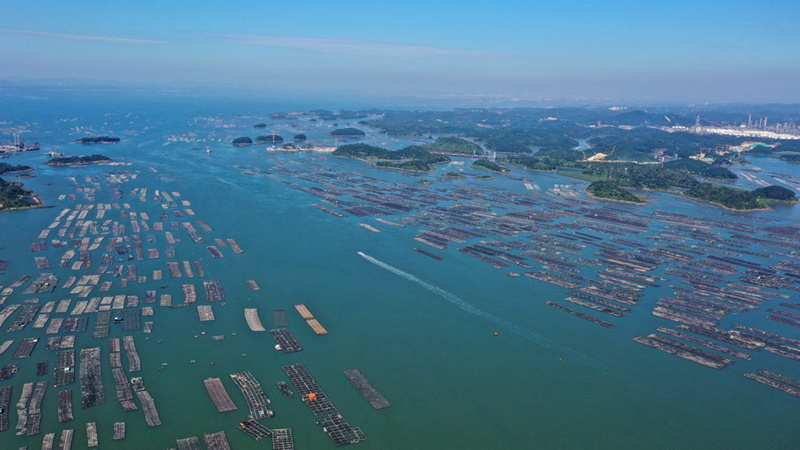 Picha iliyopigwa tarehe 25, Novemba, 2021 kutoka angani ikionesha malisho ya baharini yaliyoko Mji wa Qinzhou, Guangxi, Kusini mwa China. (Xinhua)