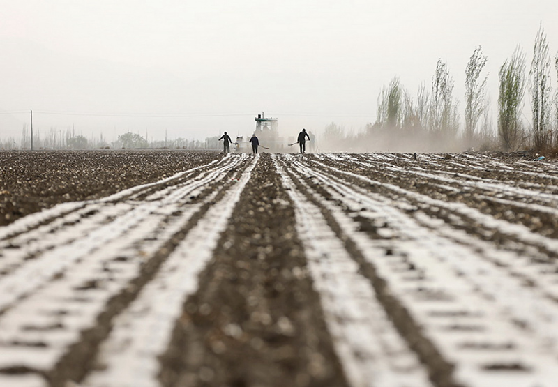Kazi ya kupanda mbegu za pamba yaanza huko Xinjiang katika majira ya mchipuko