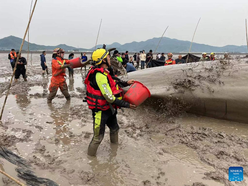 Waokoaji wakimsaidia nyangumi aliyekwama katika Wilaya ya Xiangshan ya Ningbo mkoani Zhejiang, Mashariki mwa China, Aprili 19, 2022.