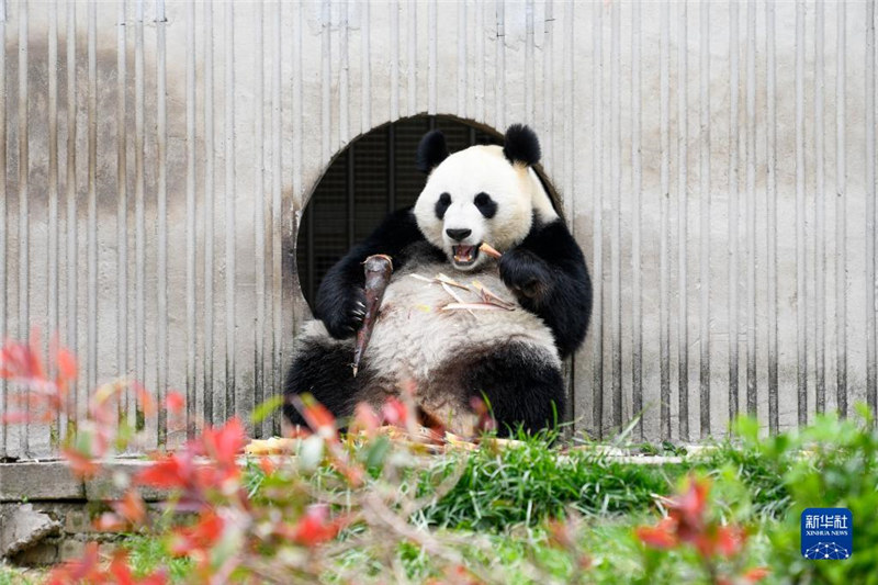 Pepo ya Bustani ya Panda katika Majira ya Mchipuko