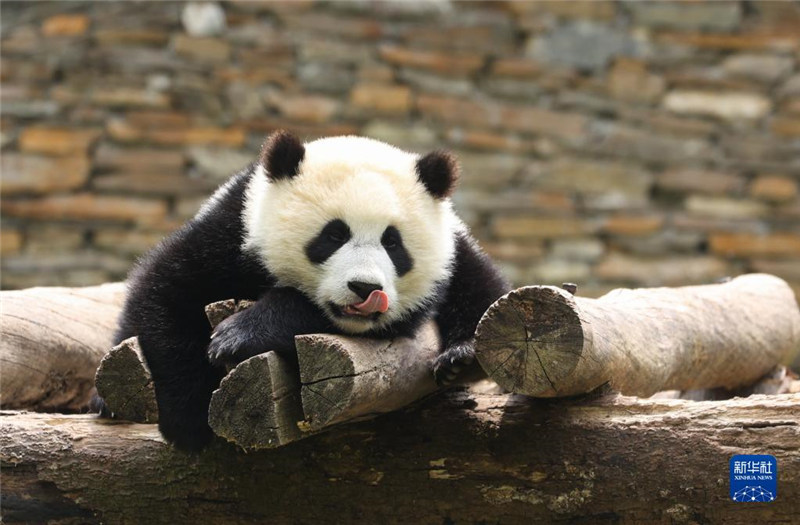 Pepo ya Bustani ya Panda katika Majira ya Mchipuko