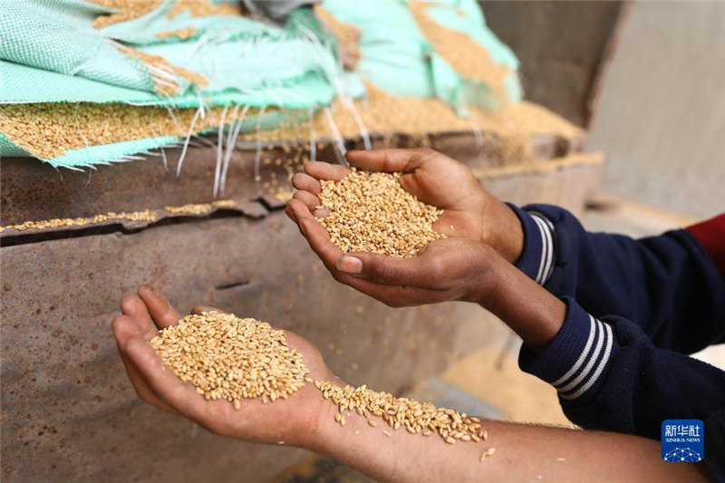 Bei ya ngano kwenye soko la kimataifa yaongezeka kwa 60% hivi mwaka huu