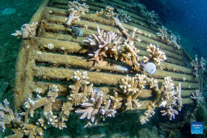 Matumbawe yapandwa ili kulinda viumbe baharini huko Hainan, China