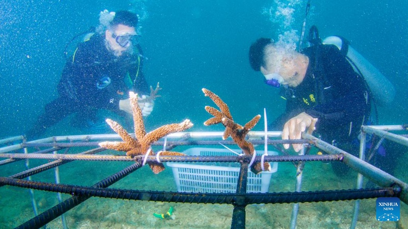 Matumbawe yapandwa ili kulinda viumbe baharini huko Hainan, China