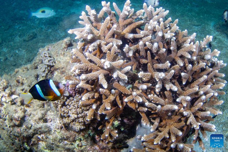 Matumbawe yapandwa ili kulinda viumbe baharini huko Hainan, China
