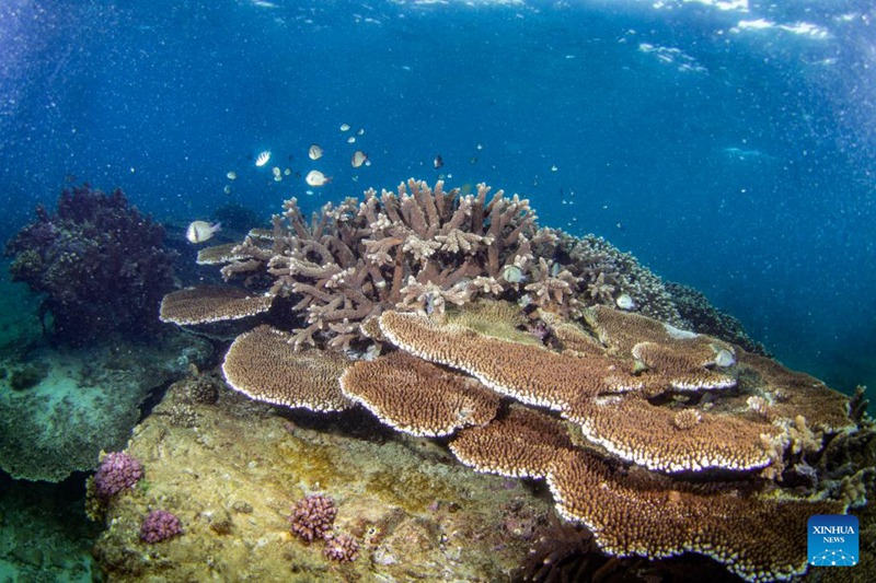 Matumbawe yapandwa ili kulinda viumbe baharini huko Hainan, China