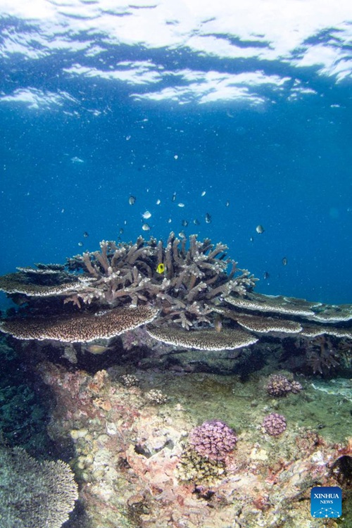 Matumbawe yapandwa ili kulinda viumbe baharini huko Hainan, China