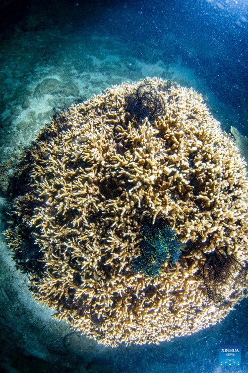 Matumbawe yapandwa ili kulinda viumbe baharini huko Hainan, China
