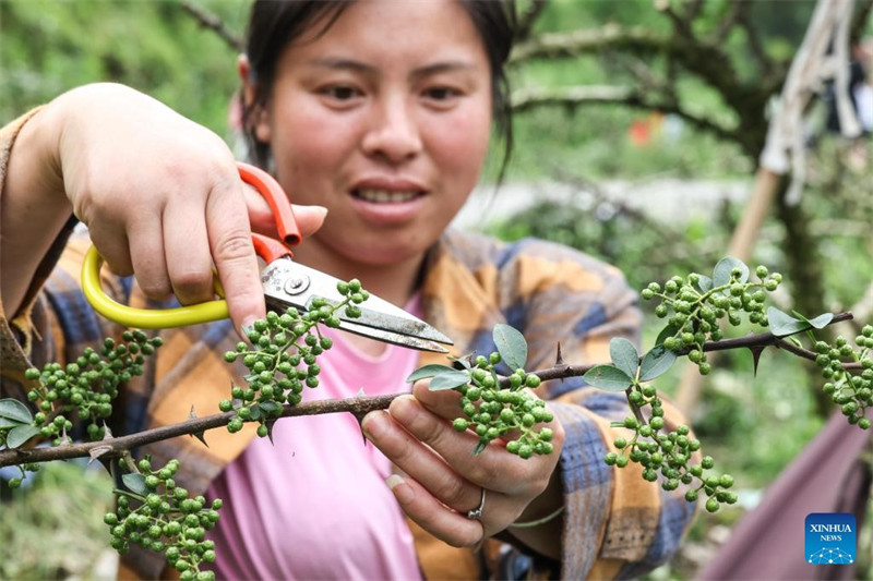 Serikali za Mitaa katika Mkoa wa Guizhou nchini China zahimiza kupanda pilipili ya Sichuan ili kukuza uchumi