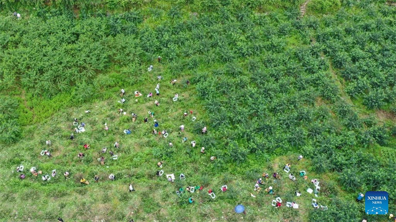 Serikali za Mitaa katika Mkoa wa Guizhou nchini China zahimiza kupanda pilipili ya Sichuan ili kukuza uchumi