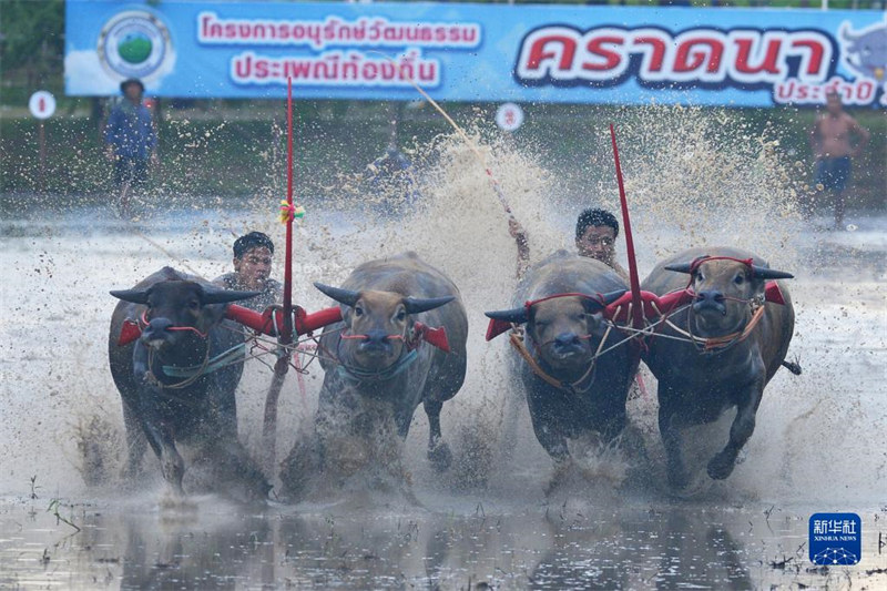 Tamasha la mashindano ya mbio za ng'ombe lafanyika Chonburi, Thailand