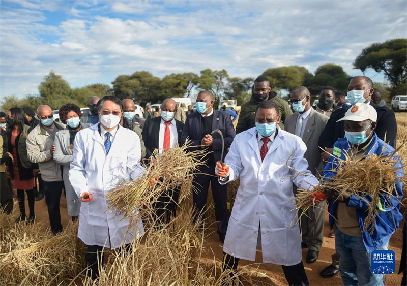 Juni 27, Kaimu Rais wa Botswana Tsochowane akivuna mpunga unaoweza kuokoa maji na kustahimili ukama uliotokana na mbegu za  China huko Gaborone. (Xinhua)