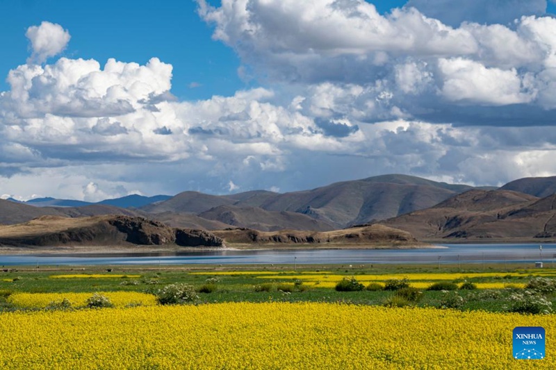 Picha iliyopigwa Julai 2, 2022 ikionyesha mandhari ya mashamba ya maua ya cole karibu na Ziwa Yamdrok katika Eneo la Nagarze, Mji wa Shannan, Mkoa unaojiendesha wa Tibet nchini China. (Xinhua/Sun Fei)