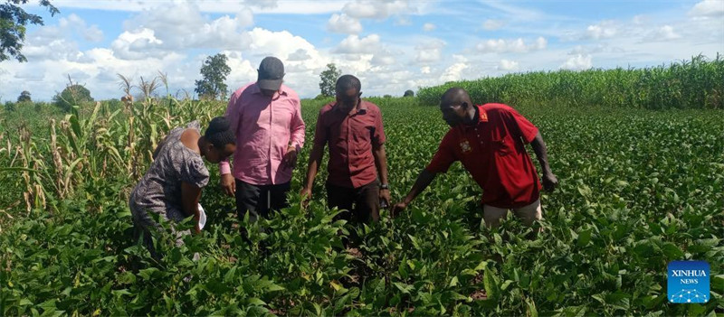 Makala: Wakulima wa Tanzania wayapenda maziwa ya soya ya China