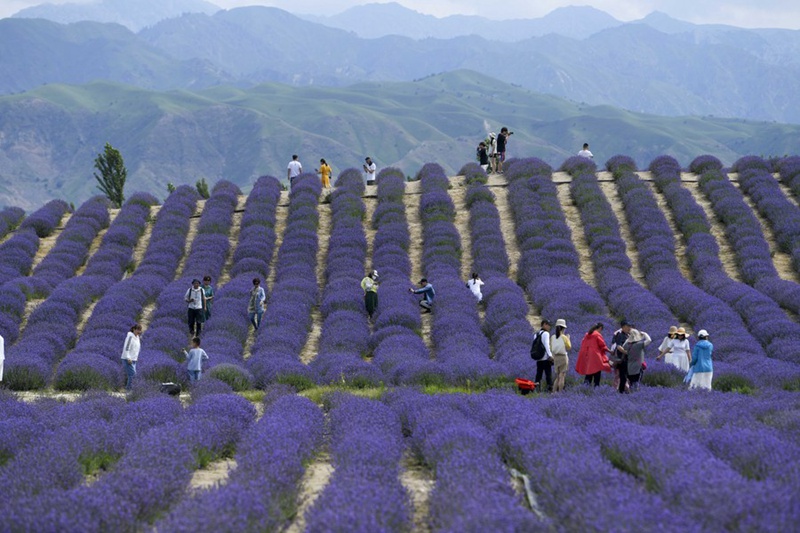 Watalii wakitembelea shamba la lavenda lililoko eneo la Huocheng la  Mkoa unaojiendesha wa Xinjiang Uygur , Kaskazini-Magharibi mwa China, Juni 19, 2022. (Xinhua/Zhao Ge)