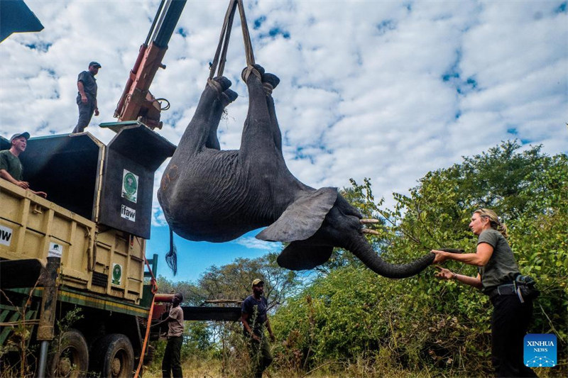 Maafisa wa wanyamapori wakimpakia tembo kwenye lori katika Hifadhi ya Taifa ya Liwonde huko Machinga, Malawi, Julai 10, 2022. Malawi imetekeleza mpango wa kuhamisha tembo 250 na wanyamapori wengine 405 kutoka Mbuga ya Taifa ya Liwonde hadi Hifadhi ya Taifa ya Kasungu ikiwa ni sehemu ya mpango wa taifa wa uhifadhi. (Picha na Joseph Mizere/Xinhua)